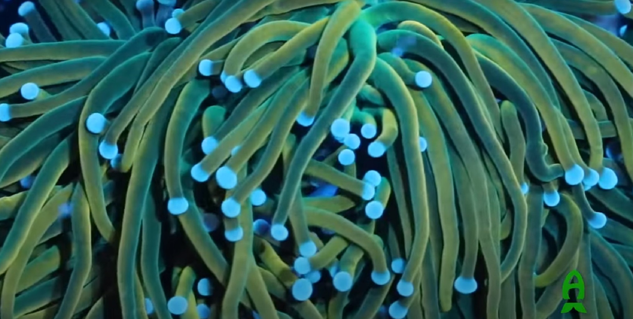 Tullio Dellaquila di ReefBrite ci racconta l'illuminazione in acquario