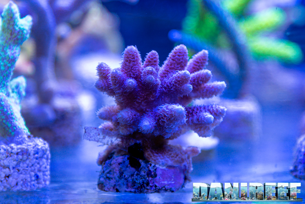 Acropora millepora