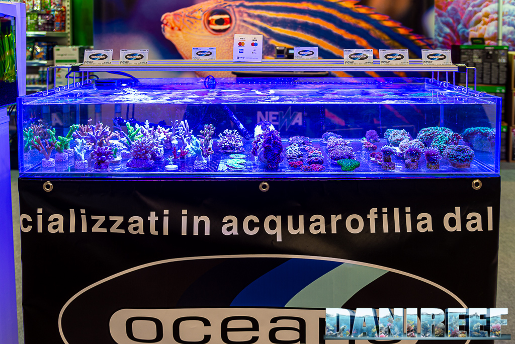 Tutti i coralli che abbiamo visto al PetsFestival 2021 - Oceano (presso lo stand Newa)