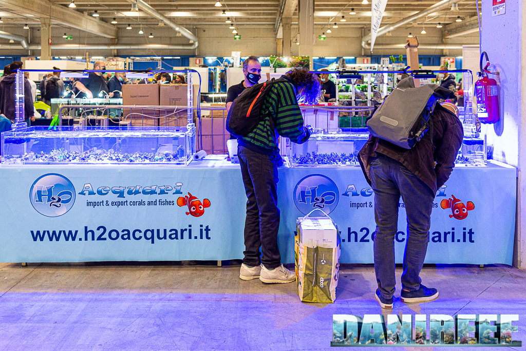 Tutti i coralli che abbiamo visto al PetsFestival 2021 - H2O Acquari