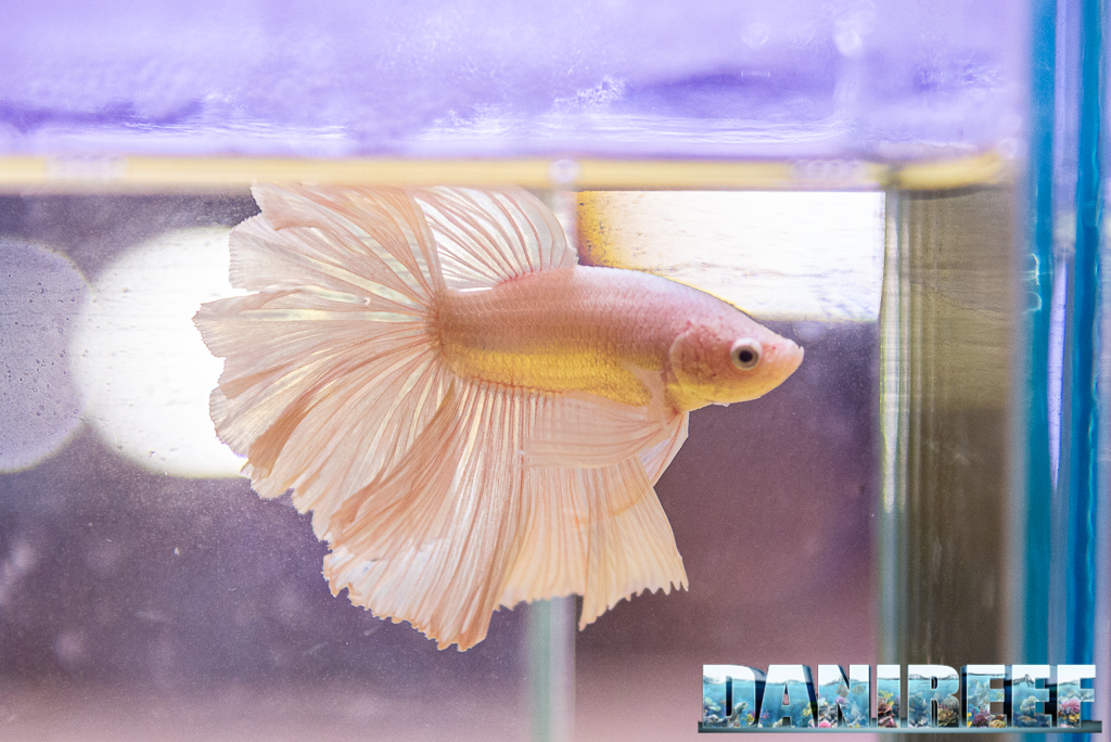 Interventi estetici sulle pinne dei Betta splendens
