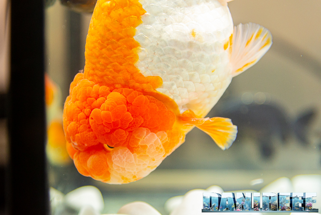 Goldfish Experience Petsfestival 2021 - Reportage video e fotografico