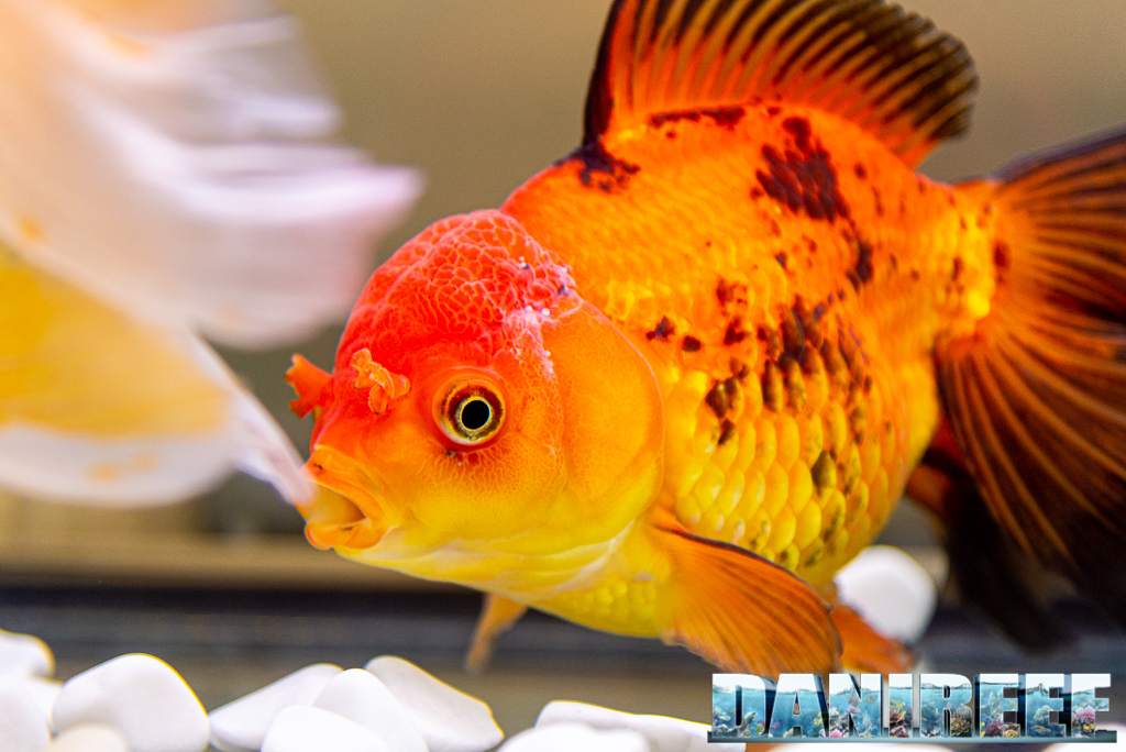 Goldfish Experience Petsfestival 2021 - Reportage video e fotografico