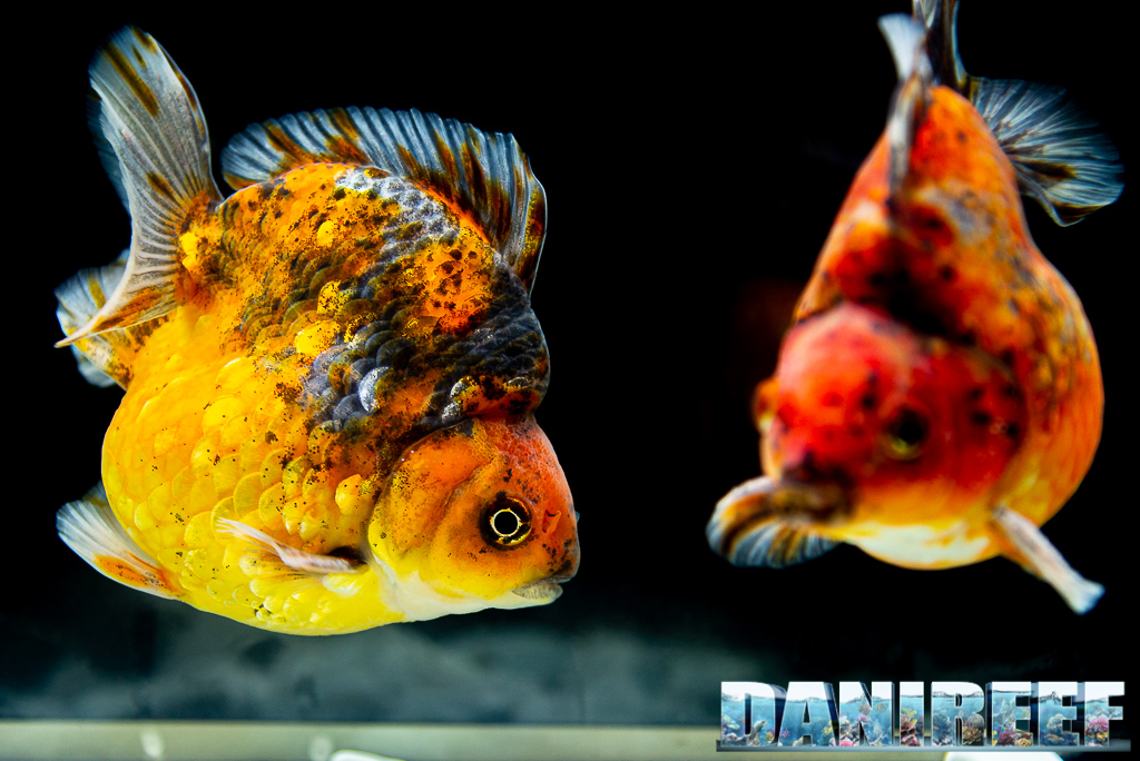 Goldfish Experience Petsfestival 2021 - Reportage video e fotografico