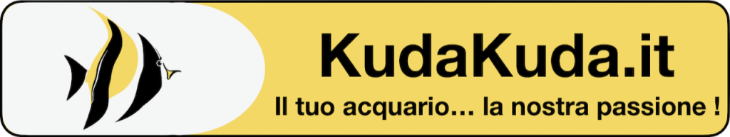 Black Friday 2021 e acquario: Scoprite tutte le offerte nei negozi fisici e online
