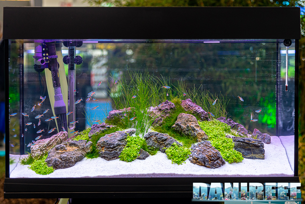 Aqua Project 2021 allo Zoomark: aquascaping, acquario di acqua dolce, acquario di comunità