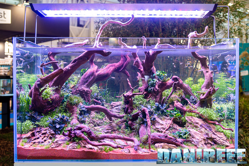 Aqua Project 2021 allo Zoomark: aquascaping, acquario di acqua dolce, acquario di comunità
