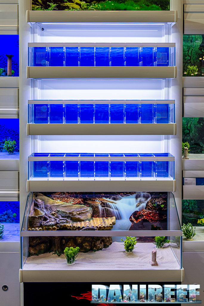 Lo stand Acquari d'Autore porta soluzioni di alto livello per negozi a Zoomark 2021: qui vediamo un modulo dedicato ai Betta splendens, o pesci combattenti