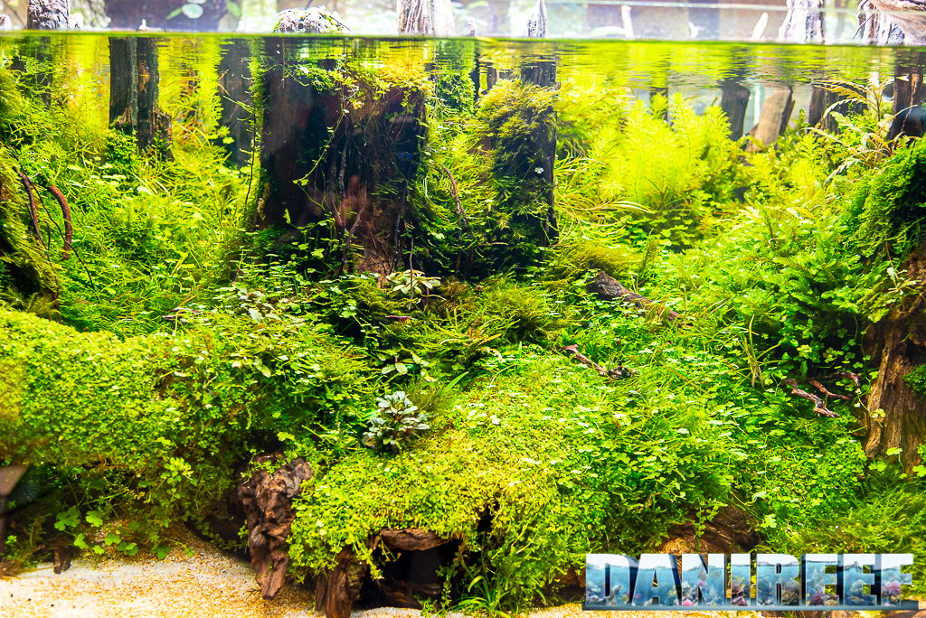 Acquascape straordinari nello stand AquaEl a Zoomark 2021 - acquario opti set serie natura - qui particolare dell'aquascape