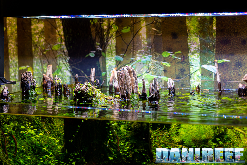 Acquascape straordinari nello stand AquaEl a Zoomark 2021 - acquario opti set serie natura - qui legni in emersione
