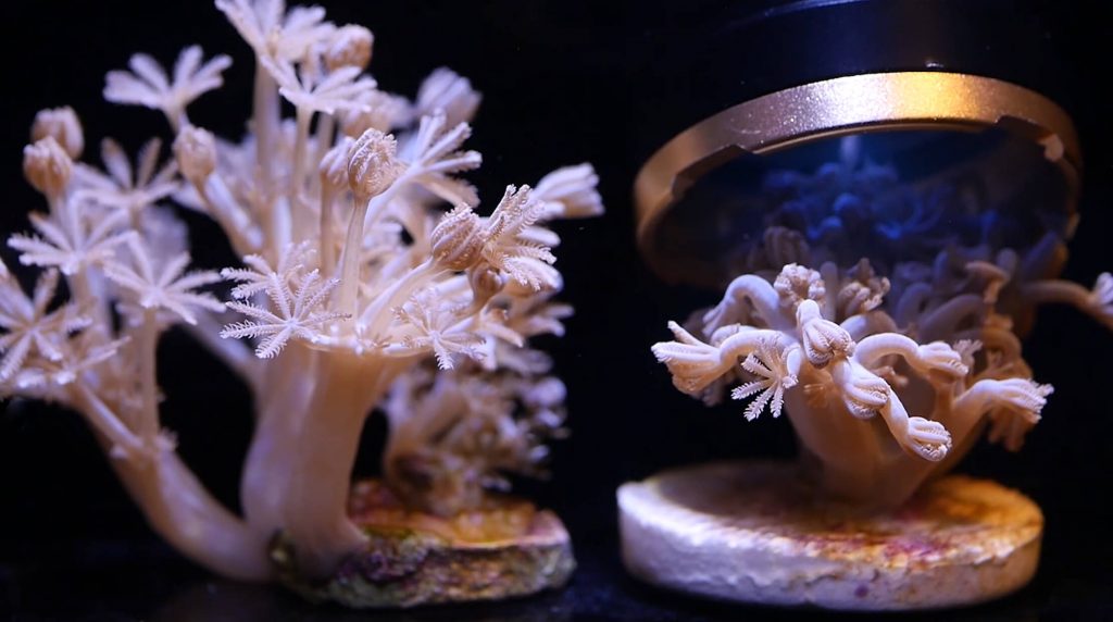 Reef Delete: lo strumento definitivo per eliminare i parassiti e le aiptasie