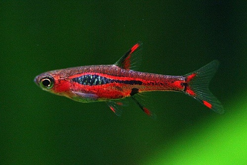 Boraras brigittae le piccole gemme rosse del Borneo