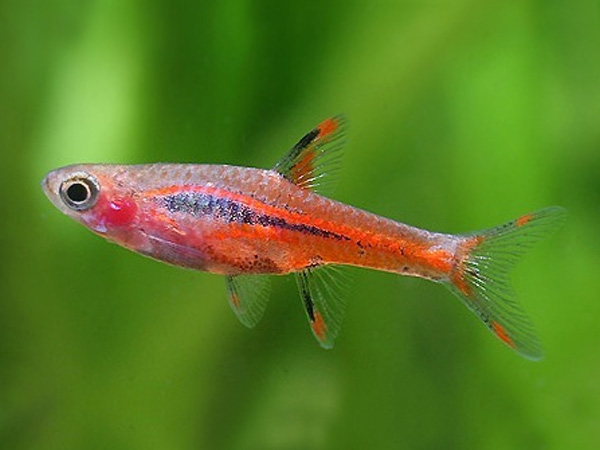 Boraras brigittae le piccole gemme rosse del Borneo