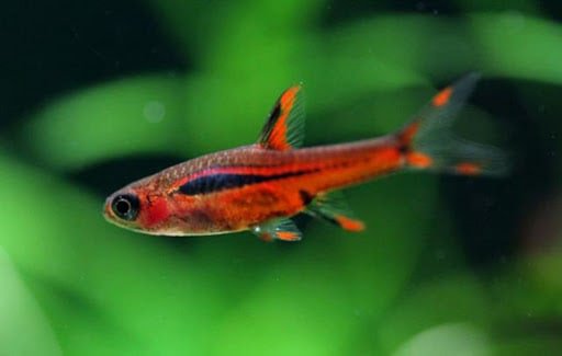 Boraras brigittae le piccole gemme rosse del Borneo