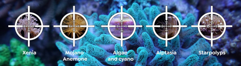 Reef Delete: lo strumento definitivo per eliminare i parassiti e le aiptasie