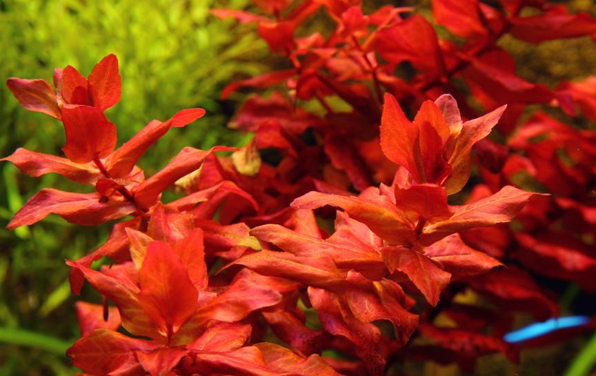 La Rotala macrandra rappresenta il sogno per tutti gli appassionati di acquari piantumati
