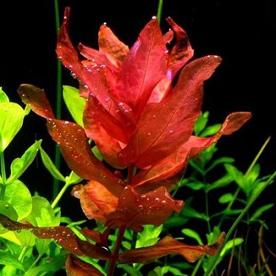 Rotala macrandra