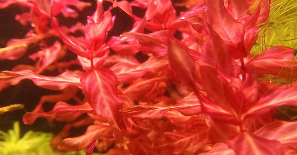 La Rotala macrandra rappresenta il sogno per tutti gli appassionati di acquari piantumati