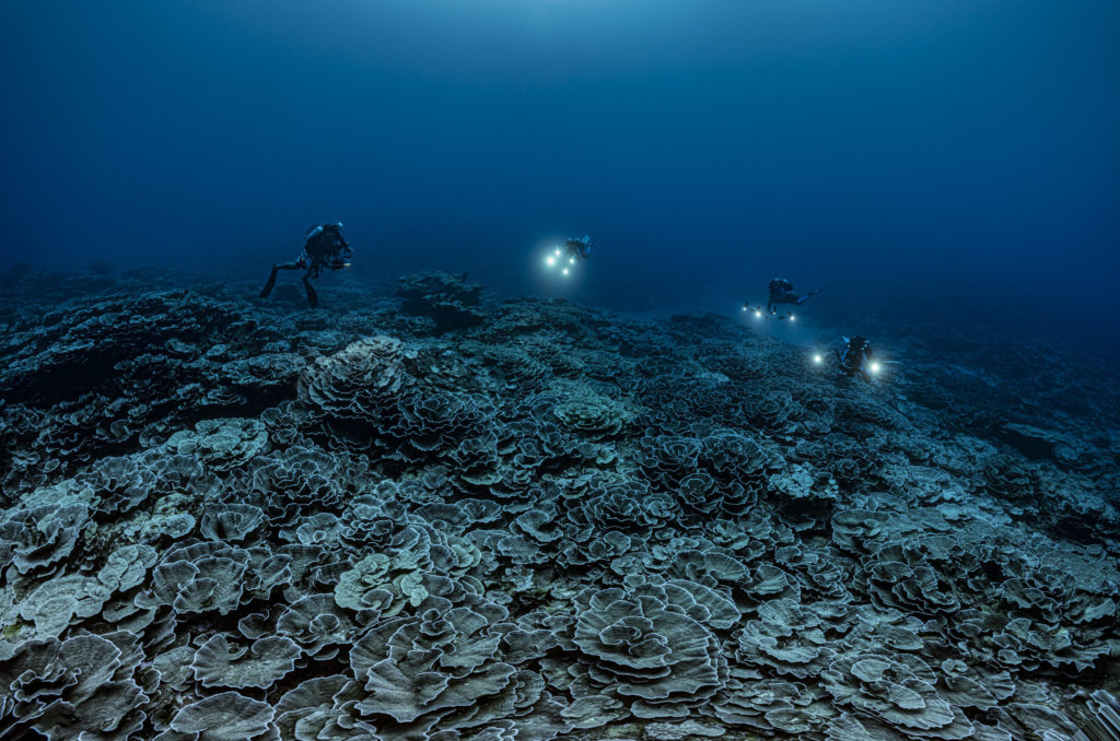 Scoperta una delle più grandi barriere coralline incontaminate a Tahiti