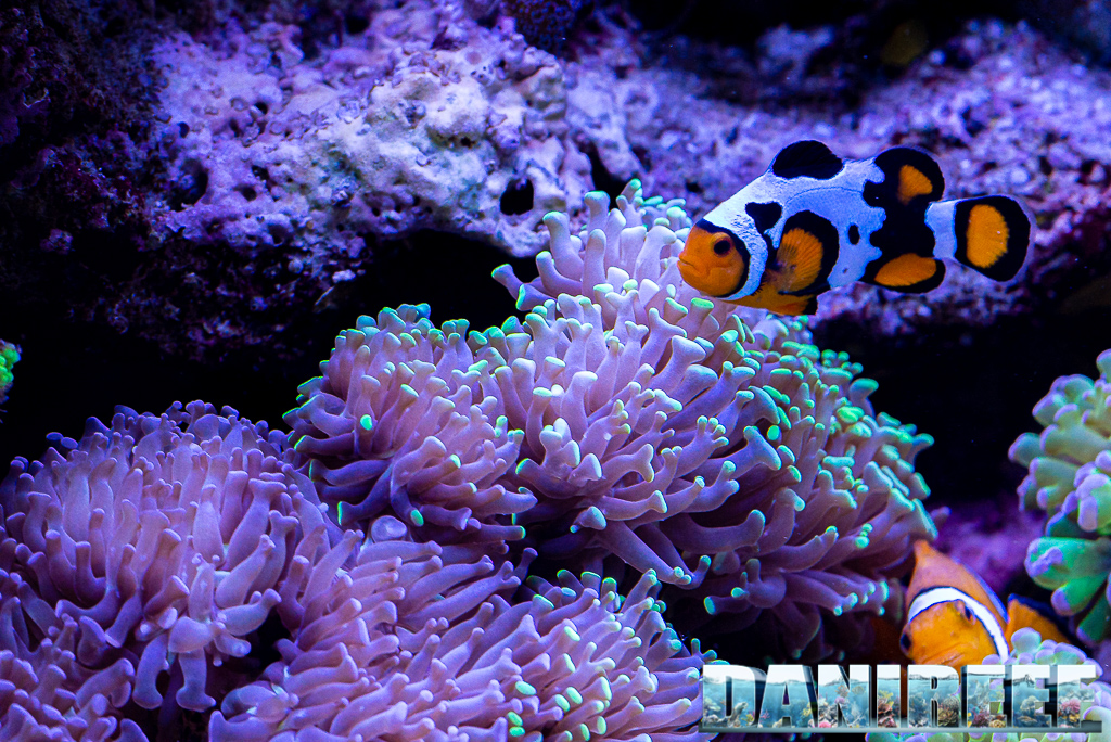 Amphiprion ocellaris e Amphiprion ocellaris Picasso nell'acquario di Luca Perini - Luper