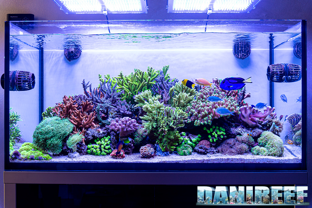 La guida per resettare il proprio acquario marino prima di una ripartenza