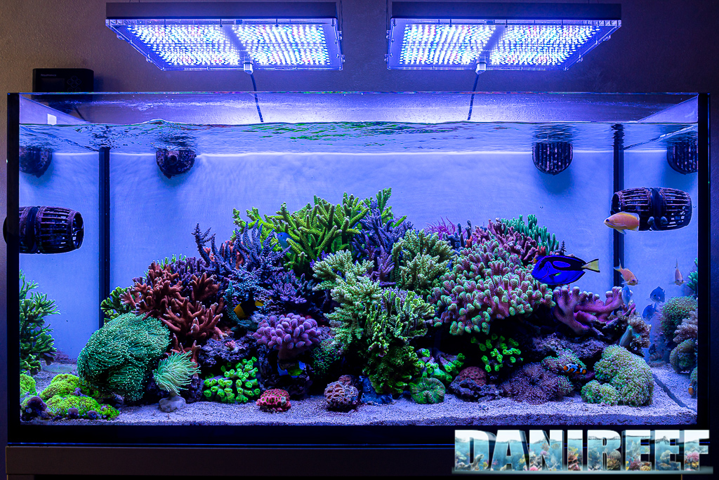 L'acquario di Luca Perini è una tavolozza di colori e benessere