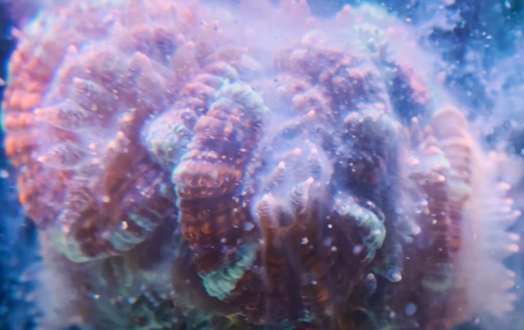 Cosa succede quando alimentiamo una Acanthastrea? Ecco il video