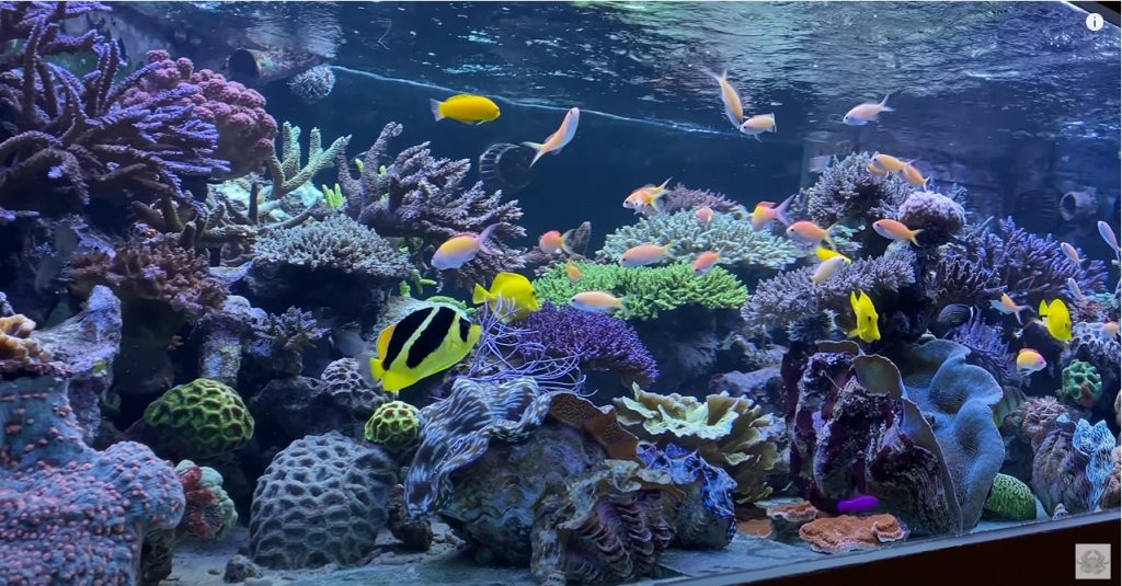 3500 litri di acquario, quello di Lars Von Ritter Zahony
