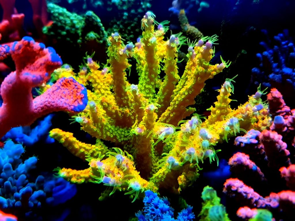 Una rocciata sospesa per delle Acropore tenuis fuori di testa