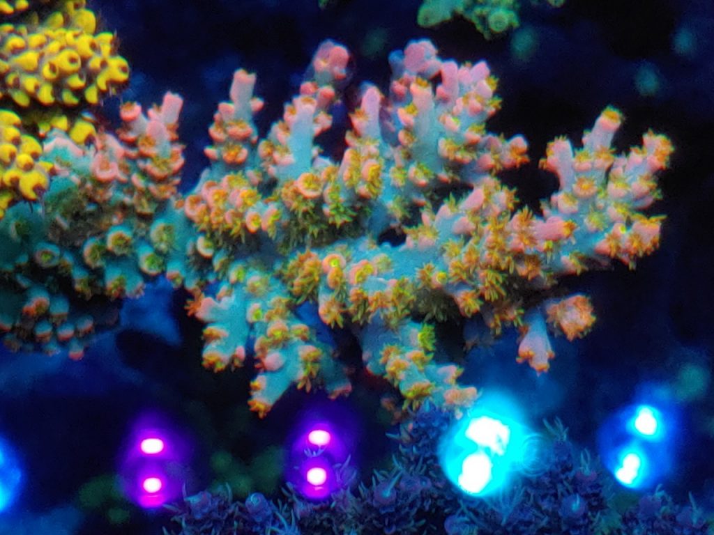 Una rocciata sospesa per delle Acropore tenuis fuori di testa