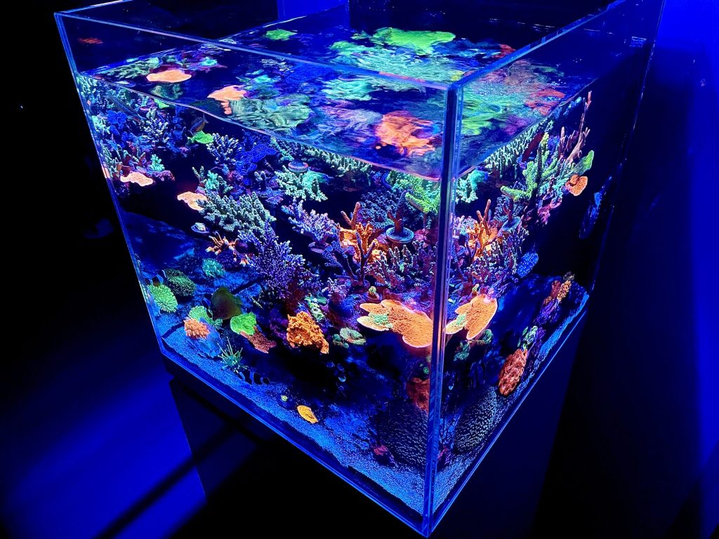 Una visione di 3/4 del bellissimo minireef di Park Young Min