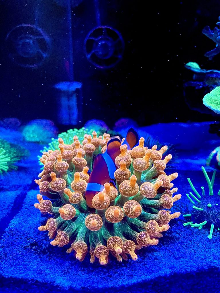 Anemone Entacmaea quadricolor