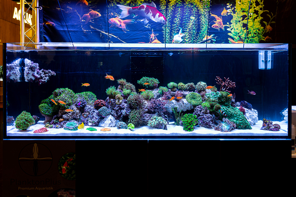 Acquario per ctenochaetus