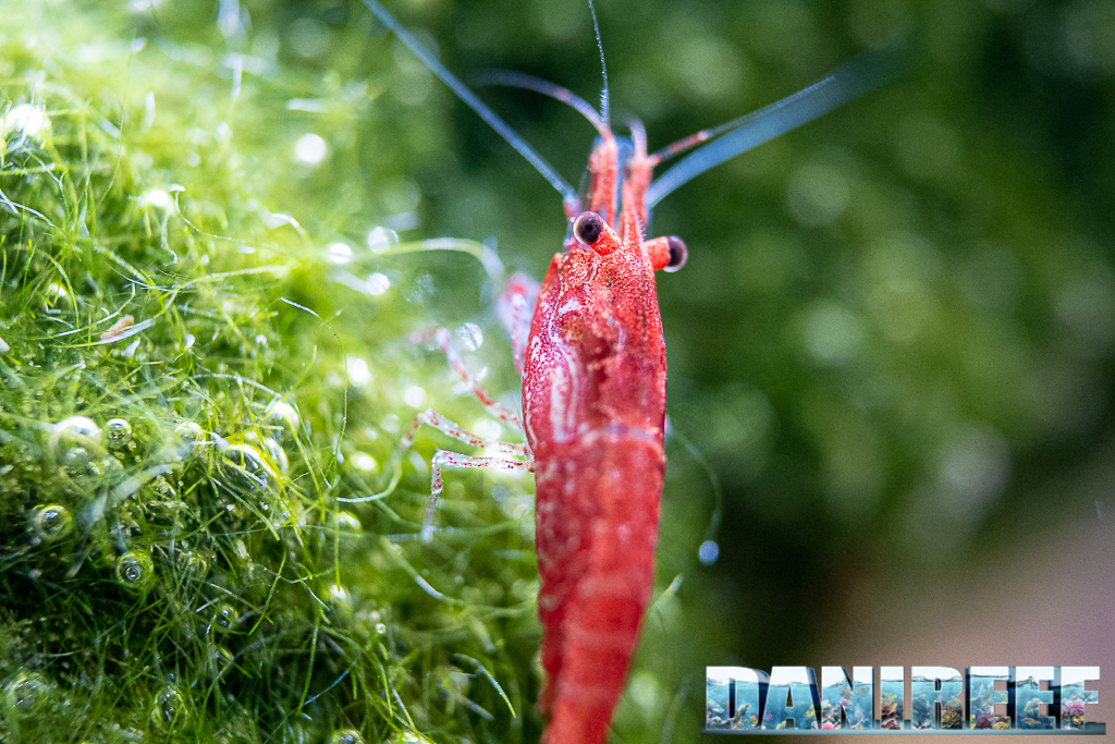 Caridina allo stand AquaEl Interzoo 2022