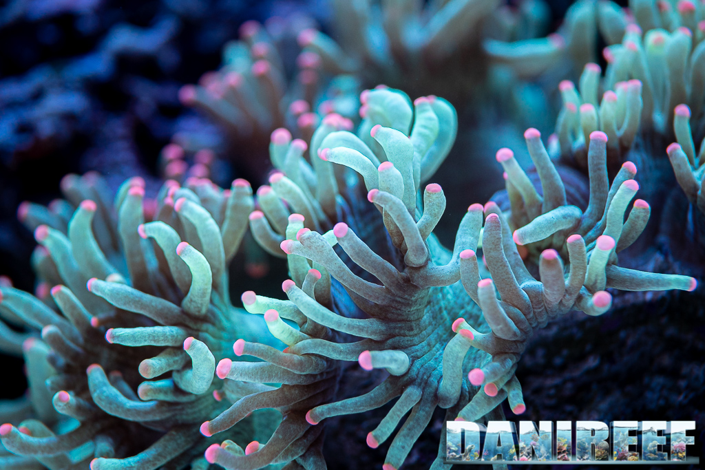 Very particular Catalaphyllia with pink polyps at PlanktonPlus' booth at the Interzoo 2022