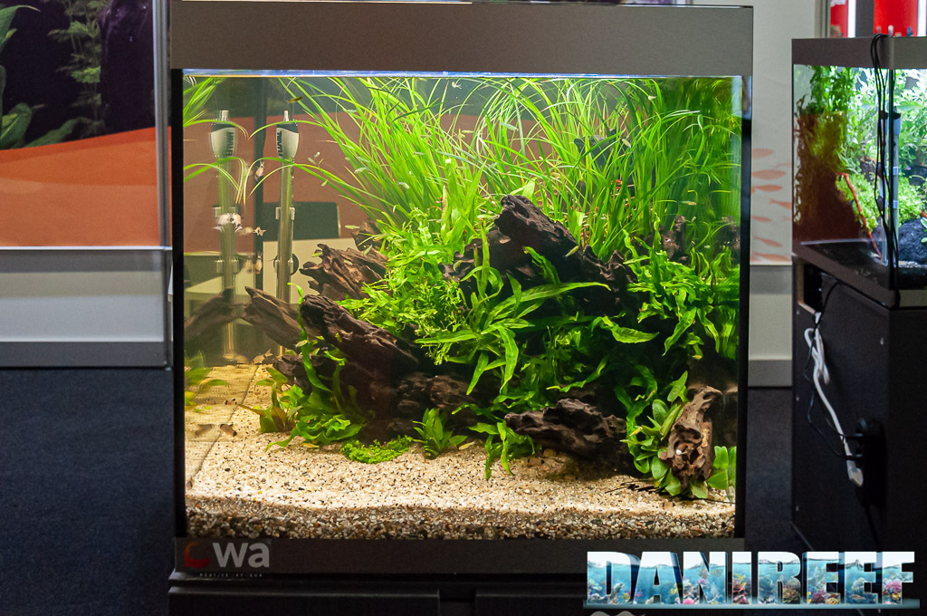 Acquario acqua dolce - Aquascaping by AquaFlora