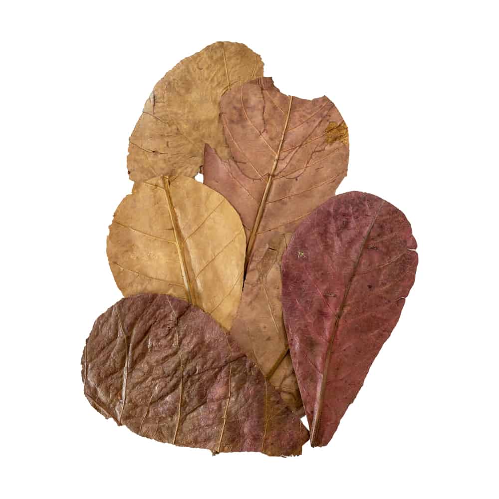 Le foglie di catappa un aiuto prezioso che ci arriva dal Mandorlo indiano