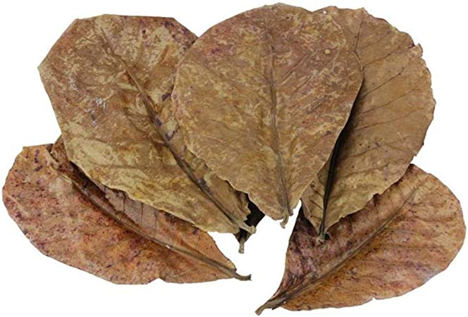 Le foglie di catappa un aiuto prezioso che ci arriva dal Mandorlo indiano