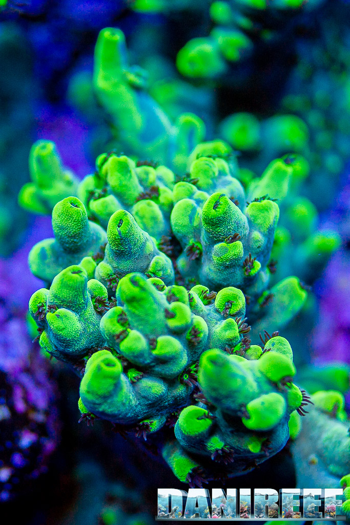 Acropora sp.