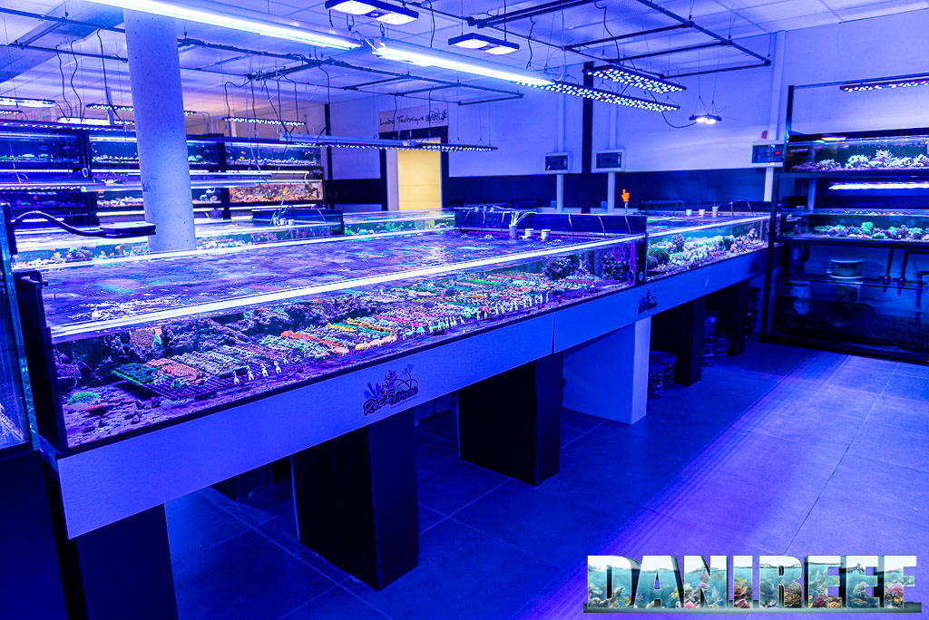 Recifathome: our tour of the most important Coral Farm in France