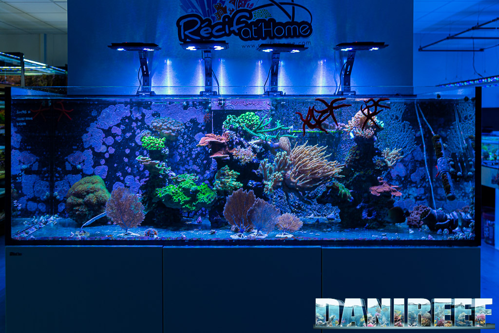 4. Come fare un acquario marino: Le basi. Quanto costa? L’impegno?