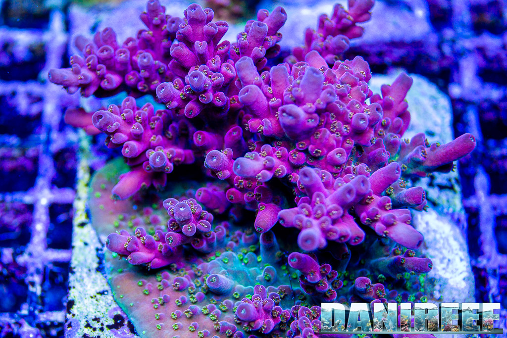 Acropora cherry bomb