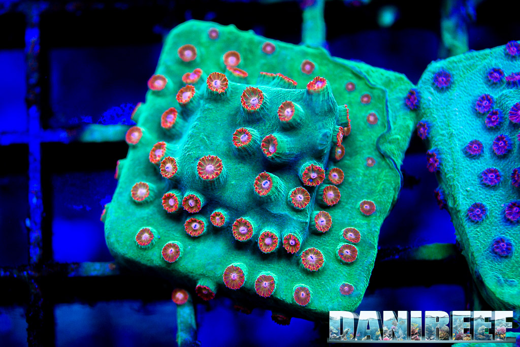 Cyphastrea Jingle Bells: what can we say? The light is between 80 and 150 µmol m-2 s-1