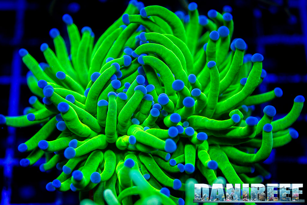 Euphyllia glabrescens with blue polyps