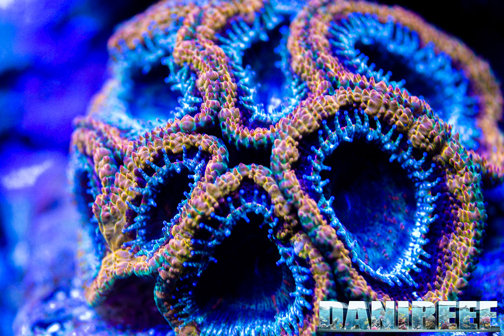 Micromussa lordhowensis Mardi Gras: the colors nuances are absolutely amazing!