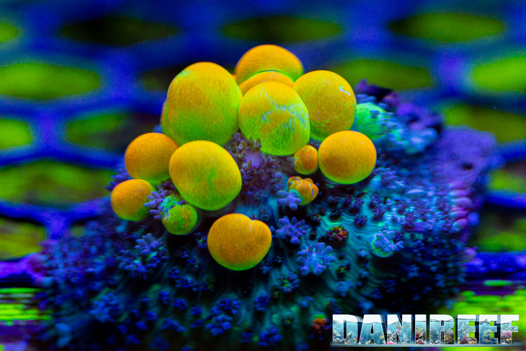 Ricordea Bounce, probably the most expensive coral of the whole Recifathome's line, or it was at the time of our visit