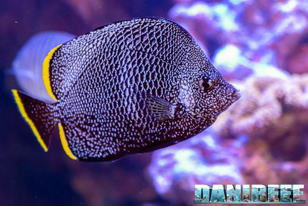 Un pesce farfalla da oltre 3.500 dollari!
