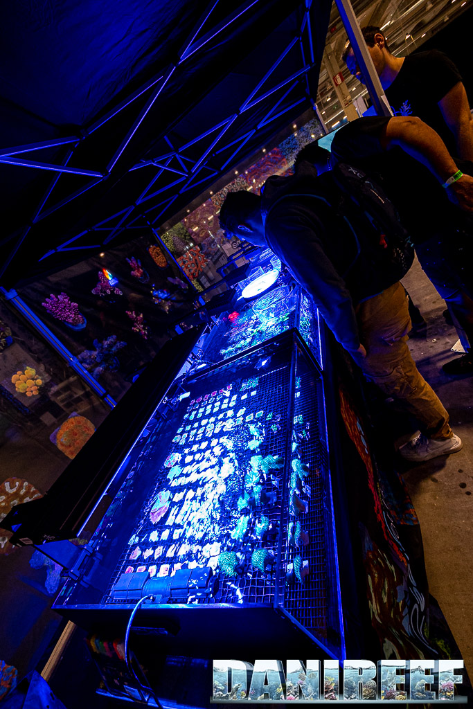 I coralli da acquacultura di Recifathome al Petsfestival sono stati un successo