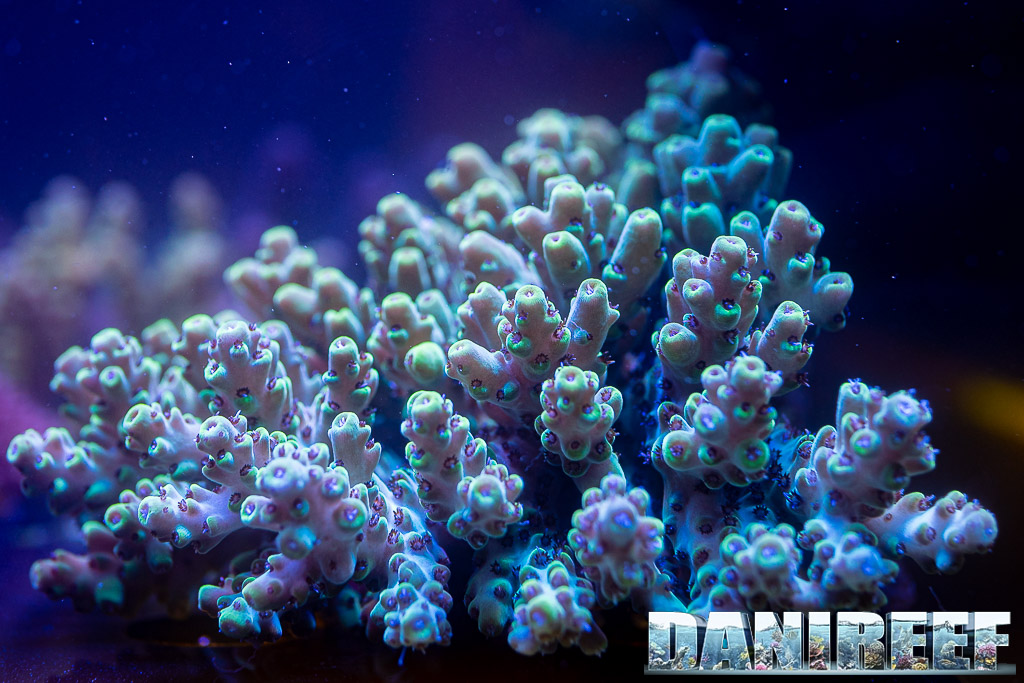 Acropora presso lo stand Coral's Garden
