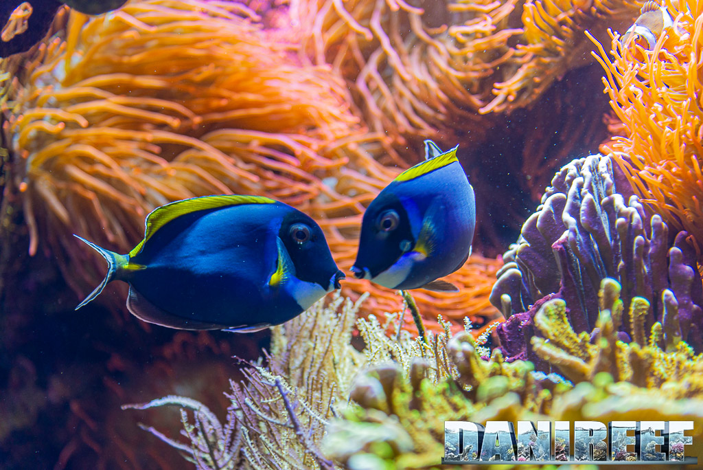Coppia di Acanthurus leucosternon che danza